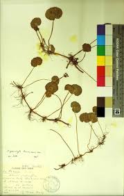 Image result for Hydrocotyle bonariensis