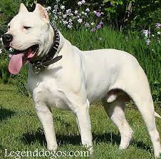 Dogo Argentino Puppies For Sale Argentine Dogo Puppies For Sale Breeders Argentinian Dog Puppies Puppies For Sale