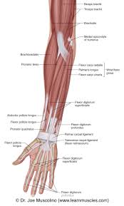 Forearm muscles in the anterior compartment are arranged in superficial, intermediate and deep categories. Muscles Of The Anterior Forearm Superficial View Learn Muscles