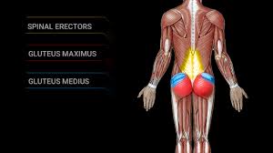 5 takeaways about pulled back muscles. How To Fix Low Back Pain Relieve Lower Back Pain Athlean X
