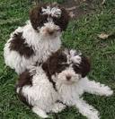 Schnoodle Puppies | Happytail Puppies | Family Dog ...