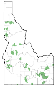 Image result for Dissotis caloneura