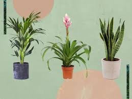 Parlor palm only needs to be watered when the soil feels dry to the touch, but it does help to mist the plants once in awhile during the winter. Best House Plants For Your Indoor Space In 2021 The Independent
