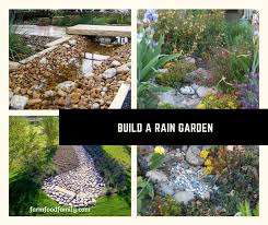 They are designed to deal with periods of what makes them different from ponds or bog gardens is that the water is allowed to drain away into the soil, so they will be dry when they're dry. Build Your Own Rain Garden Farmfoodfamily