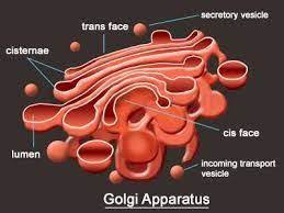 The Golgi Is Just Like The Bugattis Gas Because It Has The Same Form Animal Cell Cell Parts Plant Cell