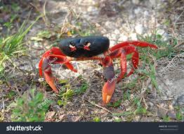 Image result for Krauseola mosambicina