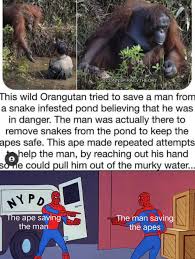 Maybe you would like to learn more about one of these? Omg Humor Apes Together Strong