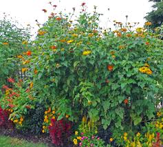 Image result for Tithonia