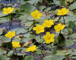 Image result for Menyanthaceae