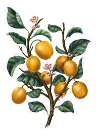 carriere freres prunus domestica syrica mirabelle plum coloriages enfants com