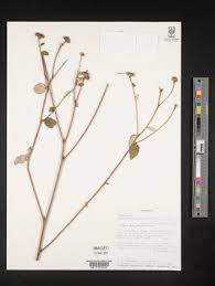 Image result for Gutenbergia cordifolia