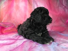 They breed both mini and standard bernedoodles puppies. Black Mini Bernedoodle Off 50 Www Usushimd Com