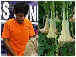 Daftar nama bunga, gambar bunga cantik, indah, unik, dan langka, lengkap dengan penjelasannya. Gegara Pakai Bunga Terompet Pria Ini Dijerat Dua Pasal Kuhp Sulselekspres Com