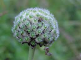 Image result for Cephalaria pungens