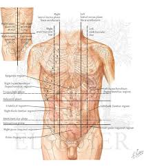 Hi all, i am the proud creator of the following mnemonic, intended to help people remember which organs are in which abdominal quadrants. Regions And Planes Of Abdomen