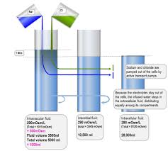 The researchers collected all the men's urine for testing. Response To 1l Of Normal Saline Deranged Physiology