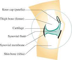 Synovial Joint What Is A Synovial Joint What Is Synovial Fluid Hyaluronic Acid