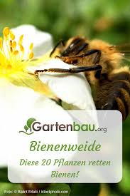 Eine Bienenweide Bietet Den Insekten Eine Vielzahl An Nahrhaften Gewachsen Bienenfreundliche Pfl Bienenfreundliche Pflanzen Bienenfreundlicher Garten Pflanzen