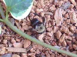 You can set out several dishes with the mixture in it around your patio or deck in order to keep them away during a barbeque or backyard party. Large Bumble Bee Colony Under My Deck 253394 Ask Extension