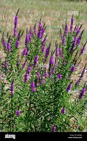 Image result for Lythraceae