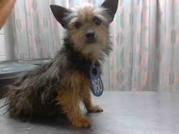 Black And Brown Terrier Mix This Dog Id A402001 I Am A Female Black And Brown Yorkshire Terrier Mix My Age Is Unknown Animals Dog Id Animal Shelter