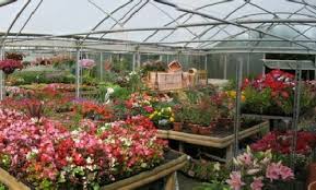 Gardening, hydroponic, plant nursery near me, terrace garden, gardeners near me, planting succulents, perennials, garden rocks, plant pots, vertical garden, flower garden, water plants, rakes, flower planters, garden tool, rose gardens, watering can, kitchen garden, balcony garden. Image Result For Target Garden Center Near Me Shop For Garden Nursery Near Me Online At Target Free Shipp Garden Center Flower Garden Plants Planting Flowers