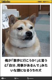 イヌ画像 笑わずに耐えられるかな 腹筋を鍛えてくれる傑作ボケて60選 犬 おもしろ猫画像 可愛いワンちゃん