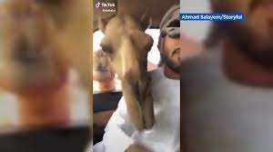 Winds blow sand all around, so. Camel Sticks Head Through Car Window To Get Snack In Dubai Abc7 New York