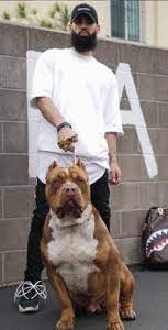 We did not find results for: 6 Best Pitbull Breeders In California Top Picks 2021 We Love Doodles