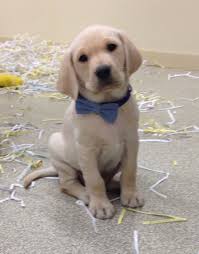 Otis A British Labrador From Royalty British Kennels In Minnesota Labrador Cute Dogs New Puppy