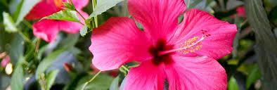 Rules of planting hibiscus from seeds or cutting. How To Grow And Care For Hibiscus Lovethegarden