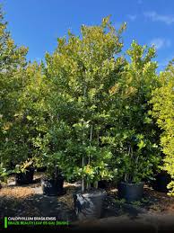 Image result for Calophyllum