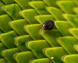 Put your snake into the plastic tub, and spray it liberally with the reptile relief, coating the animal from head to tail. Treating Reptiles For Parasites Outback Reptiles