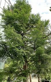 Image result for Araucaria cunninghamii