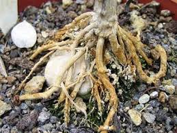 Image result for Stomatostemma monteiroae