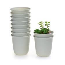 We did not find results for: T4u 2 5 Inch Plastic Round Succulent Plant Pot Cactus Plant Pot Flower Pot Container Planter Package 1 Garden Plant Pots Planting Succulents Plastic Plant Pots