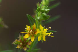 Image result for Vahlia