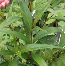 Image result for Strobilanthes anisophylla