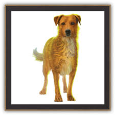 Survivors By Erin Hunter Meet The Survivors Fierce Dogs