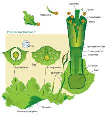 While snorkeling in the ocean you find large, leafy organisms that are brownish in color growing in large masses. Hornwort Wikipedia