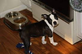 I wish i lived in a world, where there is sunshine and puppies all the time. How Much Do Boston Terriers Cost Chart Where To Find Them Boston Terrier Society