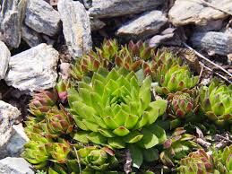 Celebrating the geological heritage of australia. 10 Plants That Grow On Rocks Garden Lovers Club