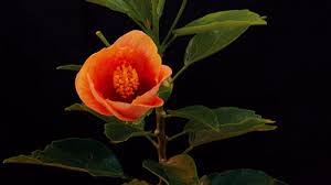 Pin On Flor