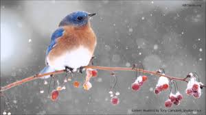 Birds Chirping In The Morning Mp3 Download Eastern Bluebird Song Youtube