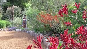 Pin By Jennie Cramp On Australian Native Plants In 2021 Native Plant Gardening Australian Native Garden Australian Native Plants