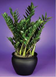 Zz Plant Zamioculcas Zamiifolia Aka Eternity Plant Grows To 36 Easy Low Light Long Life Indoor Plant Plants House Plants Plant Decor