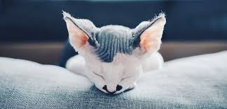 In general, cats do the majority of their sleeping during the day, since they are most active overnight. Pet N Sur Why Do Cats Sleep So Much