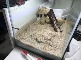 They are very old animals, very beautiful and wise. Update 2 On My Turtle Tank There Will Be Another Update Later Today As I M Rushing To Finish Before Vacation P S I Think It Looks Too Deserty For Me Aquariums