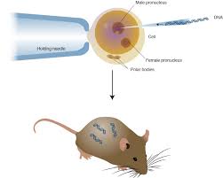 Generally, two different organisms become sexually compatible only if they belong to the same species. Transgenic Organisms Genetics Generation
