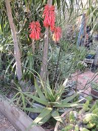 Image result for Aloe mzimbana